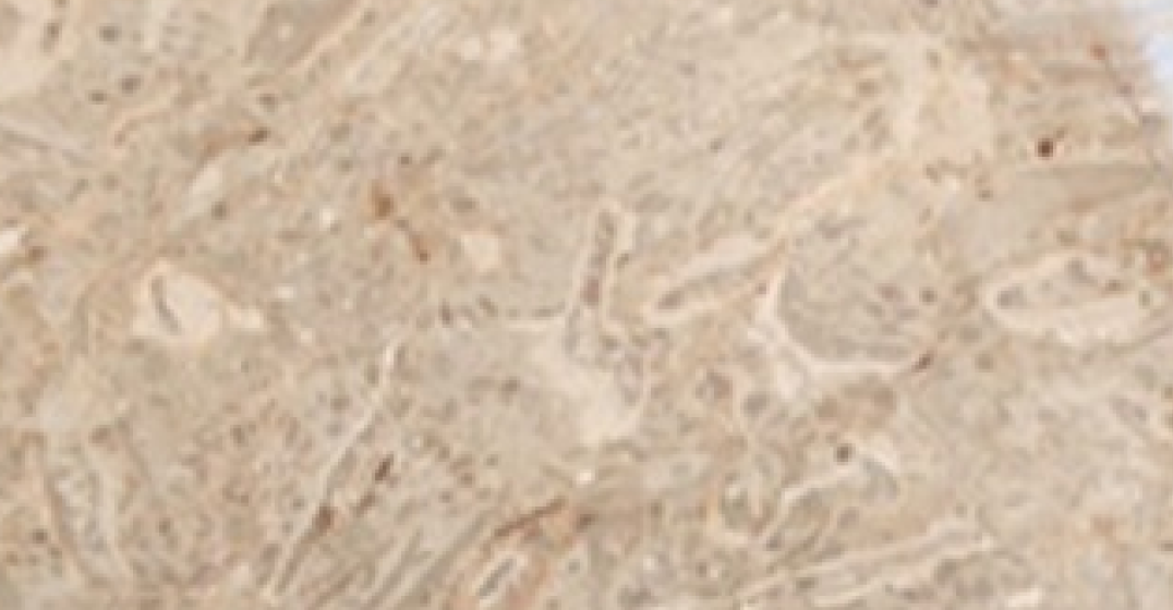 Carrara White Marble